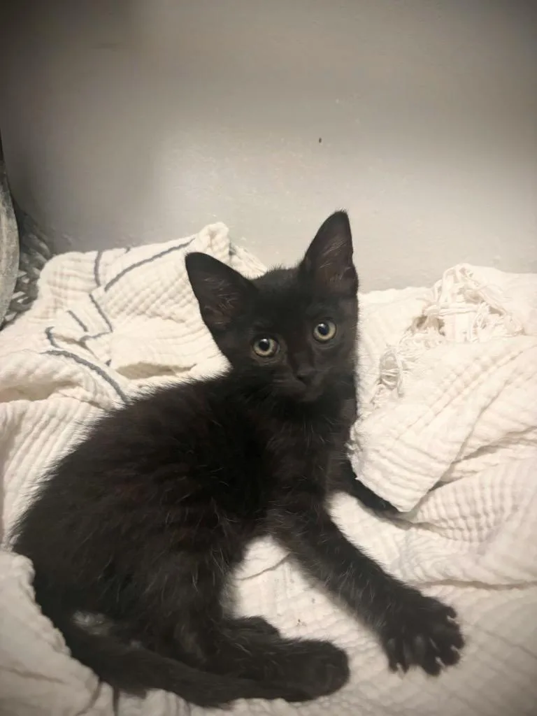 A baby small-sized female Bombay cat named Fruit Loop for adoption in San Antonio, TX