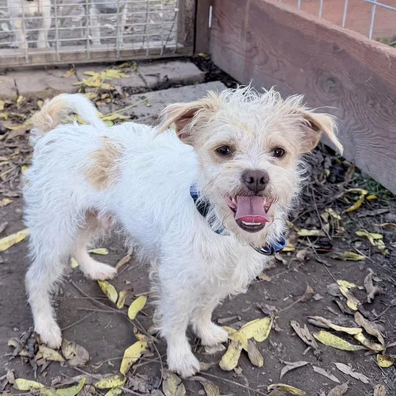 An adult small-sized male White / Cream Terrier dog named Louie for adoption in Sonoma, CA