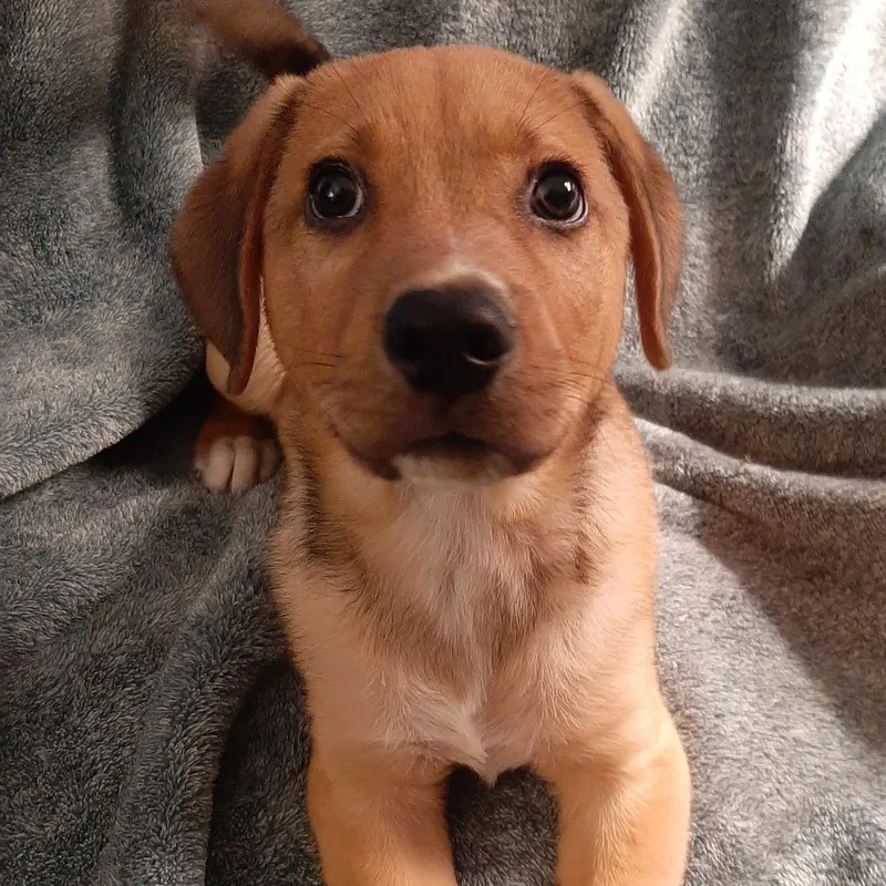 A baby medium-sized male Yellow / Tan / Blond / Fawn Mixed Breed dog named Bruno for adoption in Cincinnati, OH