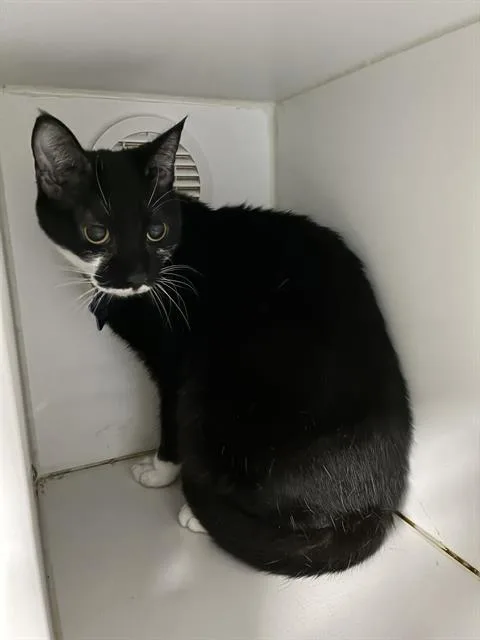 A senior small-sized female Domestic Short Hair cat named Sable for adoption in Camarillo, CA