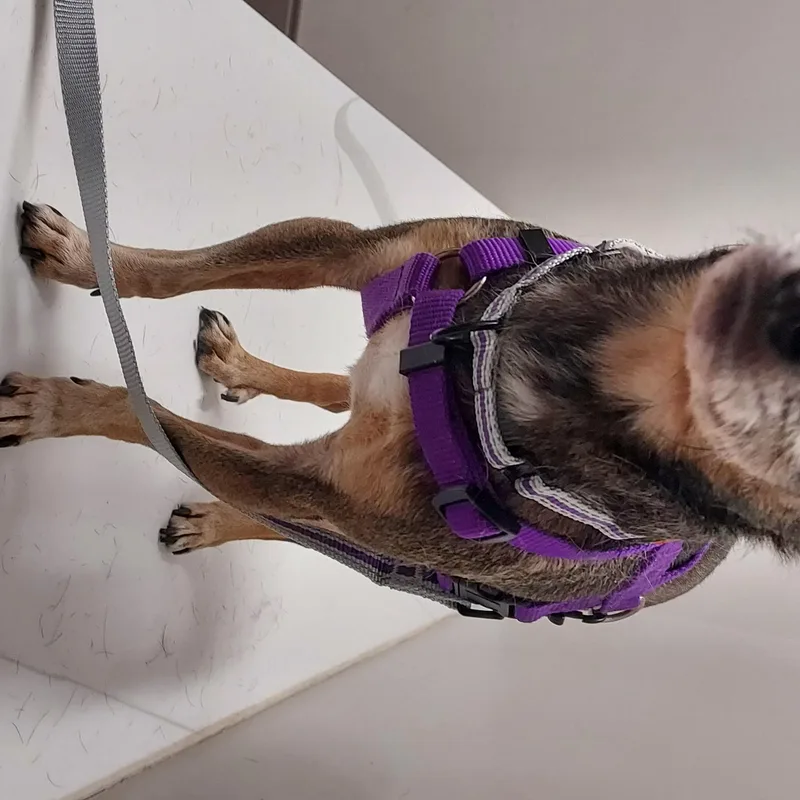 A senior small-sized male Tricolor (Brown, Black, & White) Chihuahua dog named Batman for adoption in Huntley, IL