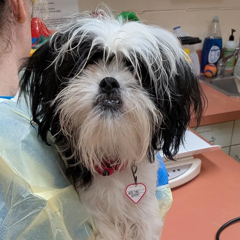 A young small-sized male White / Cream Shih Tzu dog named Teddy for adoption in Springfield, MA