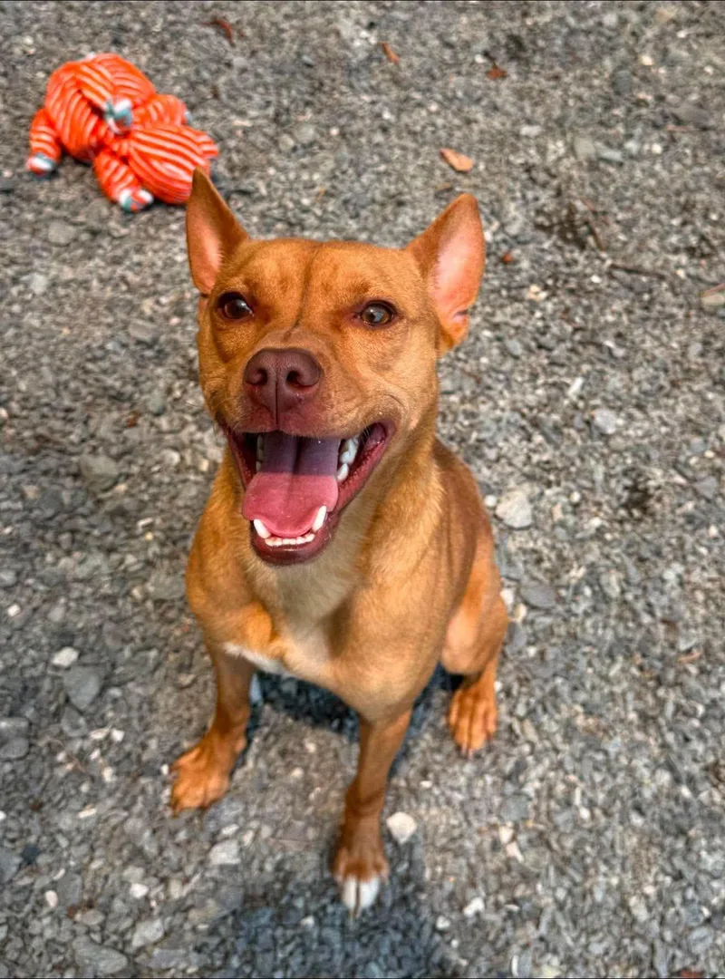 An adult medium-sized male Red / Chestnut / Orange Terrier dog named Red for adoption in Germanton, NC