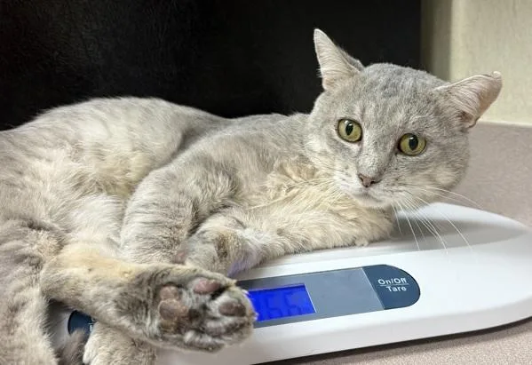 A senior small-sized male Domestic Short Hair cat named Hummer for adoption in Salisbury, MD