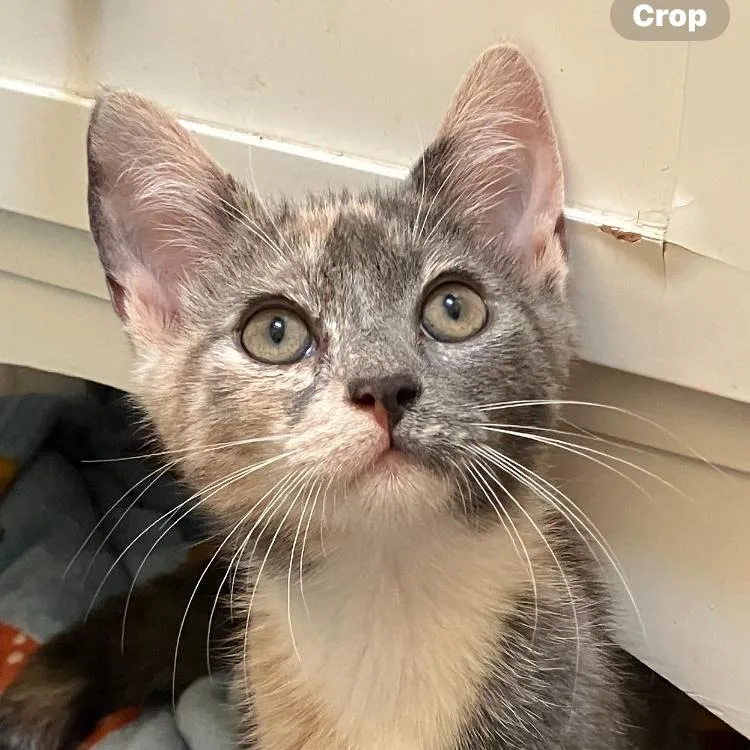 A young small-sized female Tortoiseshell Domestic Short Hair cat named Denise for adoption in Philadelphia, PA