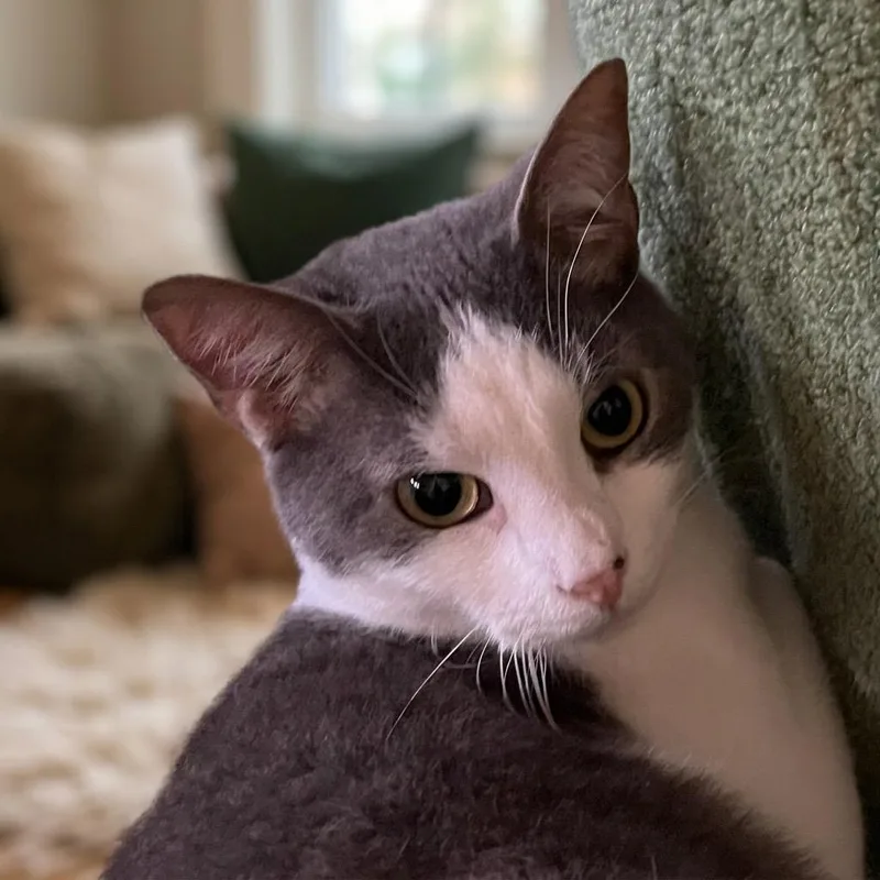 An adult large-sized male Gray & White Russian Blue cat named River for adoption in Danbury, CT