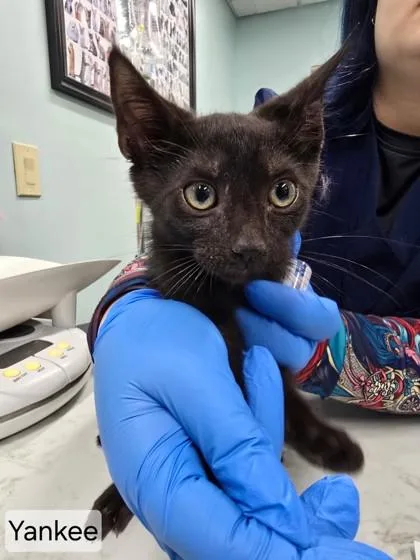 A baby medium-sized male Domestic Short Hair cat named Yankee for adoption in West Chester, PA