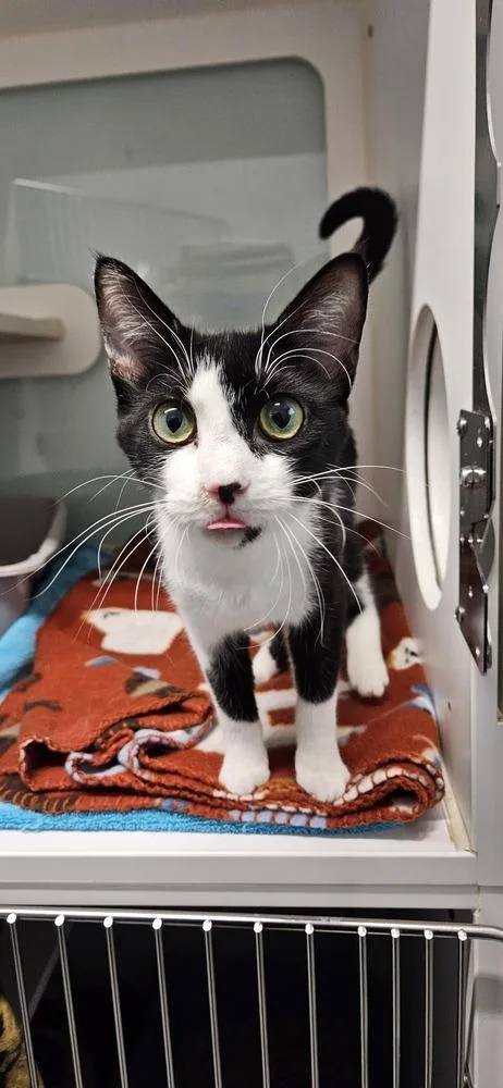 An adult medium-sized female Black & White / Tuxedo Domestic Short Hair cat named Manuela for adoption in Muskegon, MI
