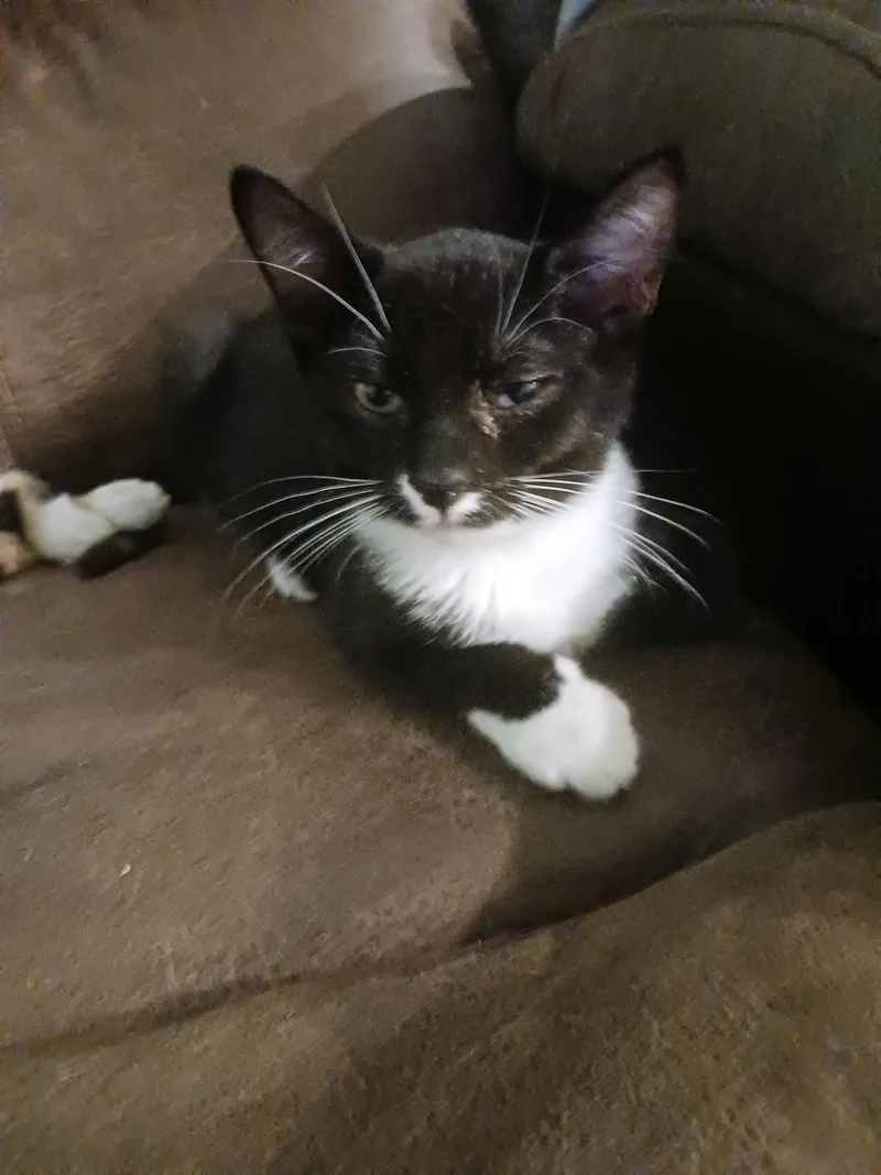 A baby medium-sized male Black & White / Tuxedo Domestic Short Hair cat named Tipsy for adoption in Wesley Chapel, FL