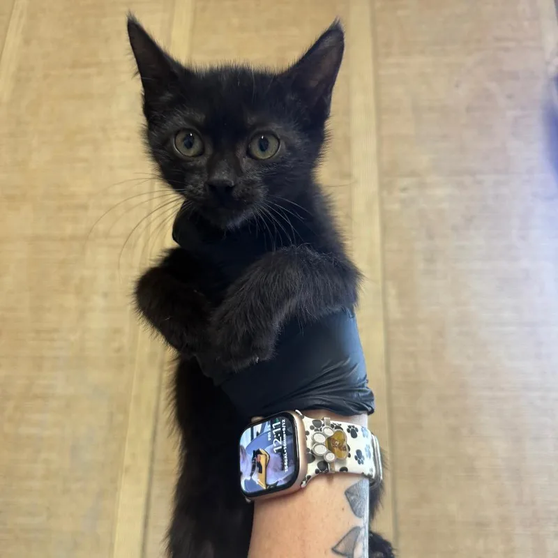 A baby small-sized male Black Domestic Short Hair cat named Jalapeno for adoption in Kennebunk, ME
