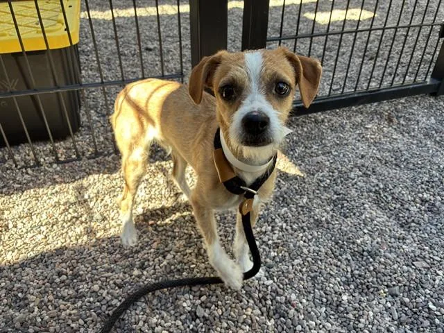 A young small-sized male Parson Russell Terrier dog named Nico for adoption in Phoenix, AZ