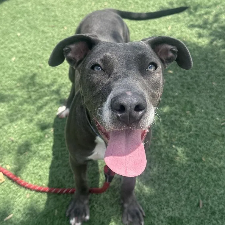 A young medium-sized female Gray / Blue / Silver American Staffordshire Terrier dog named Ash for adoption in Abilene, TX