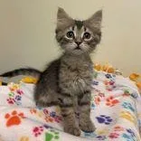 A baby small-sized male Tabby (Brown / Chocolate) Domestic Medium Hair cat named Soyrizo for adoption in Rochester, MN