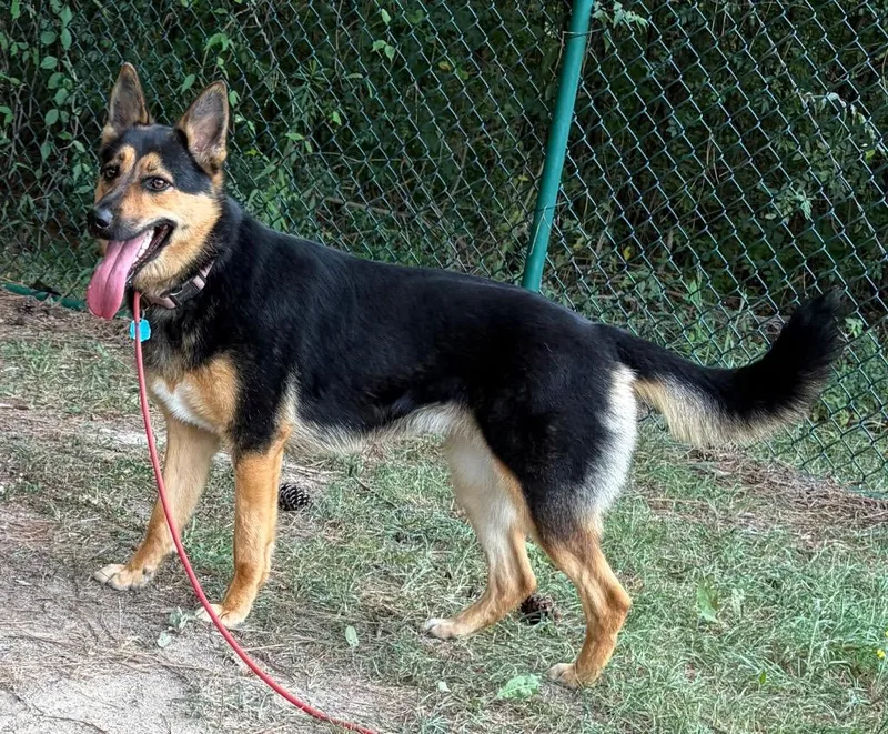 A young medium-sized female Shepherd dog named Lottie for adoption in Little Rock, AR