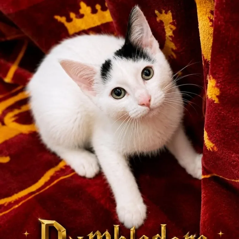 A baby small-sized male White Domestic Short Hair cat named Dumbledore for adoption in Rochester, MN