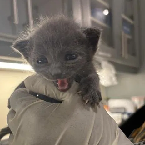 A baby small-sized female Domestic Short Hair cat named Puff for adoption in Jacksonville, FL