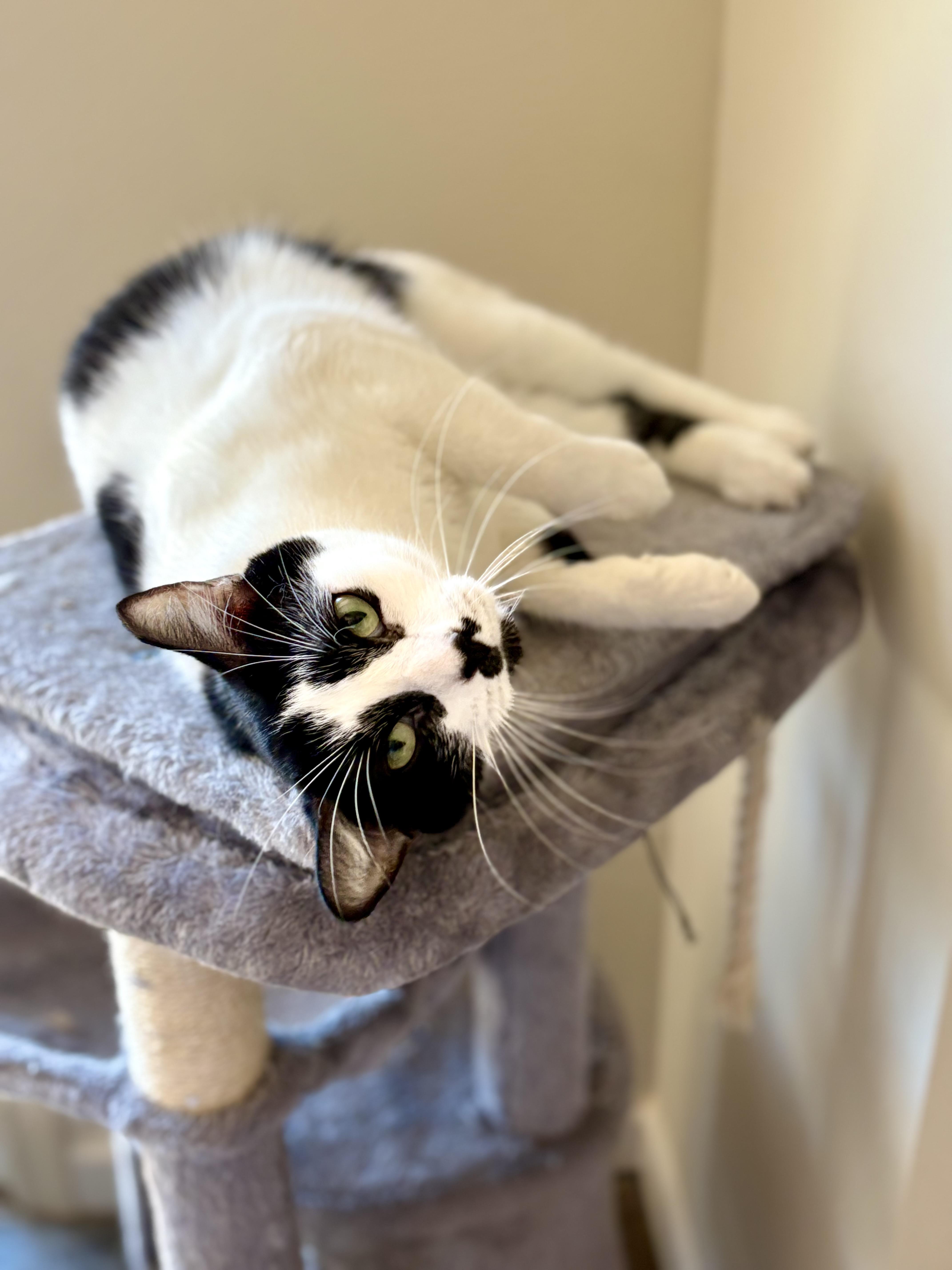 Moustache Sally thumbnail 2