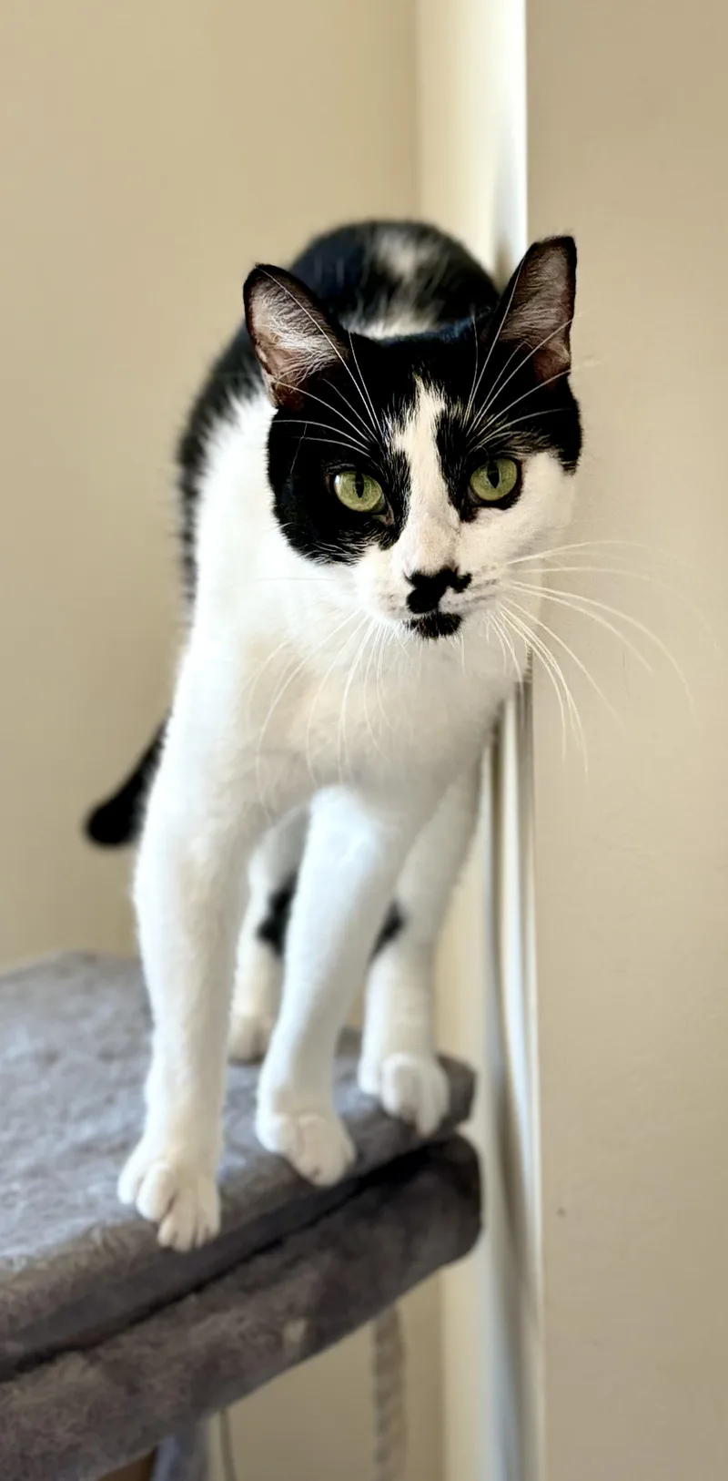 Moustache Sally thumbnail 3