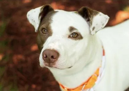 A young medium-sized male Brown / Chocolate Mixed Breed dog named Luke for adoption in Hamilton, OH