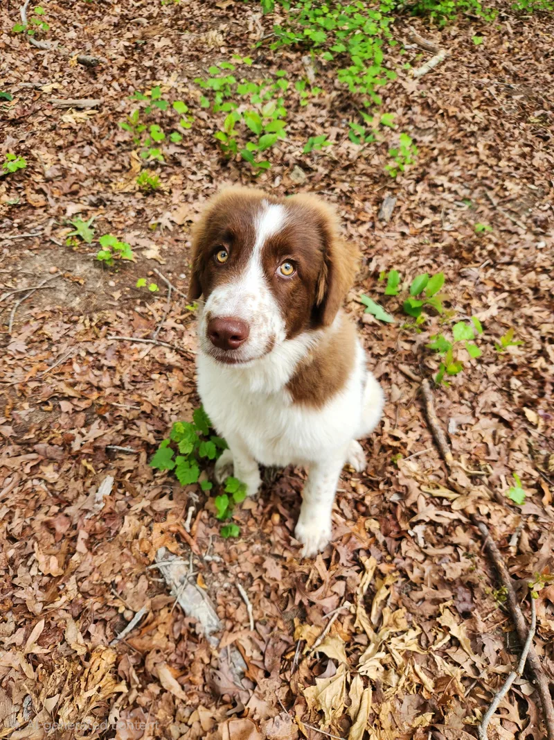 A baby medium-sized female Australian Shepherd dog named Rosie for adoption in Pelzer, SC
