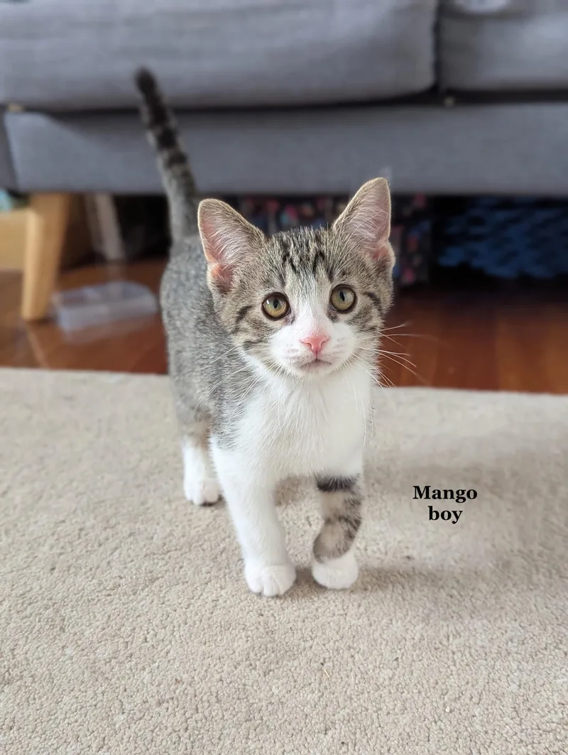 A baby medium-sized female Domestic Short Hair cat named Mango for adoption in Morehead, KY