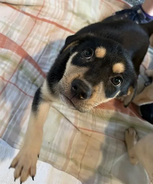 A baby medium-sized male German Shepherd Dog dog named Matt Turner for adoption in Brewster, MA