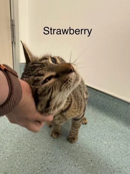 Strawberry thumbnail 2