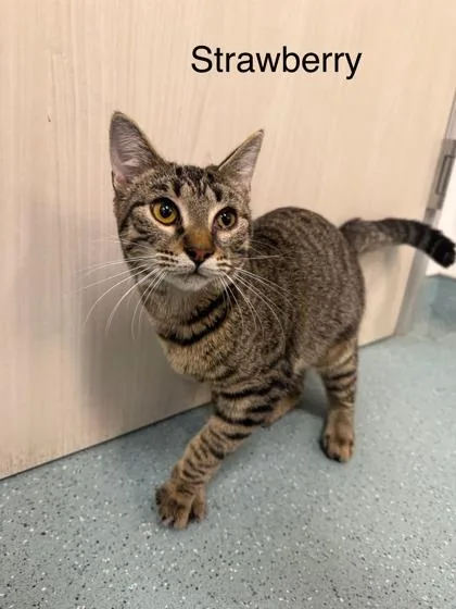 Strawberry thumbnail 3