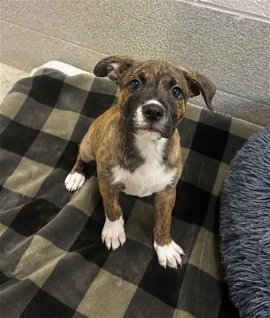 A baby medium-sized female Boxer dog named Wendy for adoption in Statesville, NC