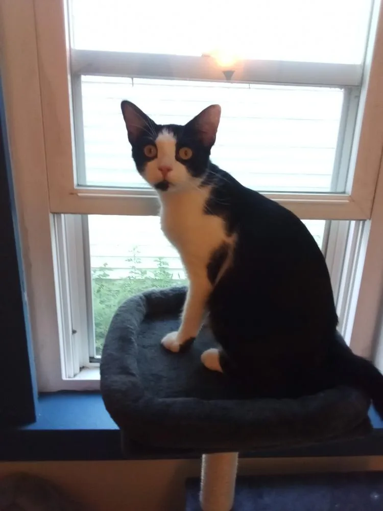 A young small-sized female Black & White / Tuxedo Domestic Short Hair cat named Waste Not for adoption in Warren, CT