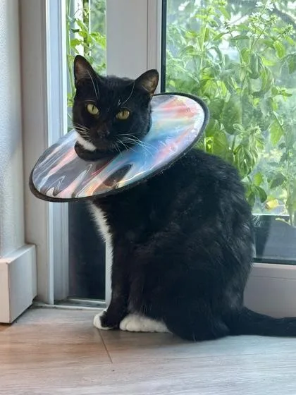 A senior small-sized female Domestic Short Hair cat named Bernadette for adoption in Bellevue, WA
