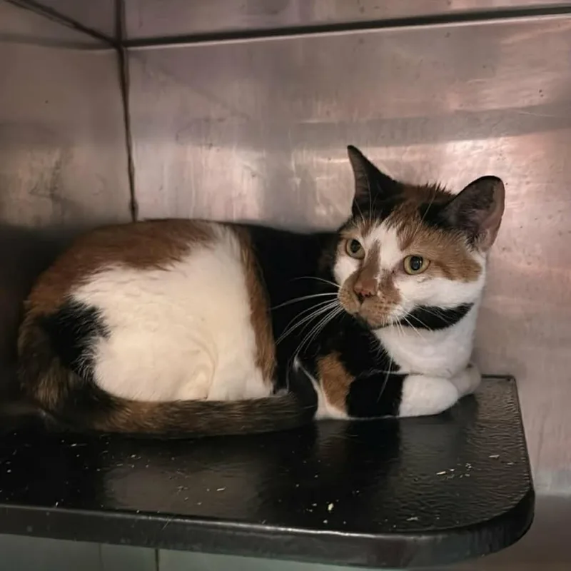 An adult large-sized female White Domestic Short Hair cat named Poppy for adoption in Chantilly, VA