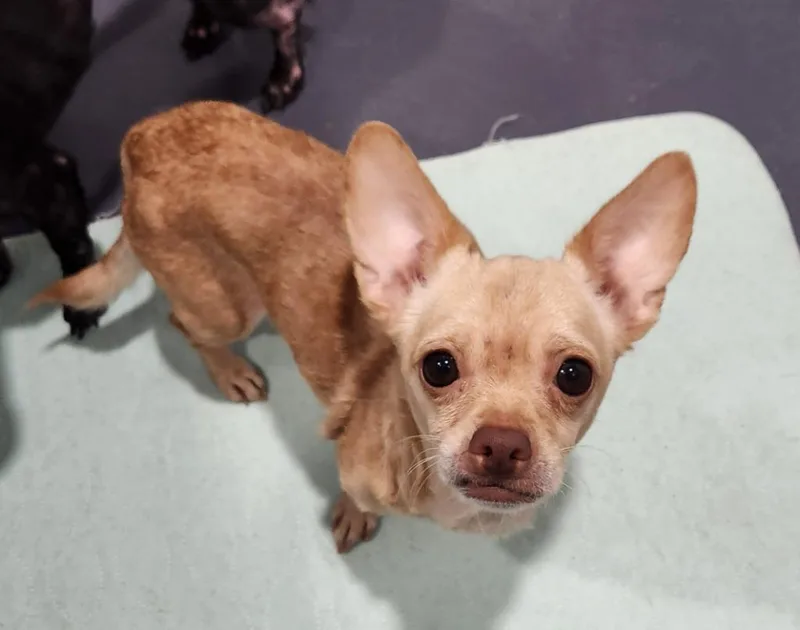 A young small-sized female Chihuahua dog named Rain for adoption in Walnutport, PA