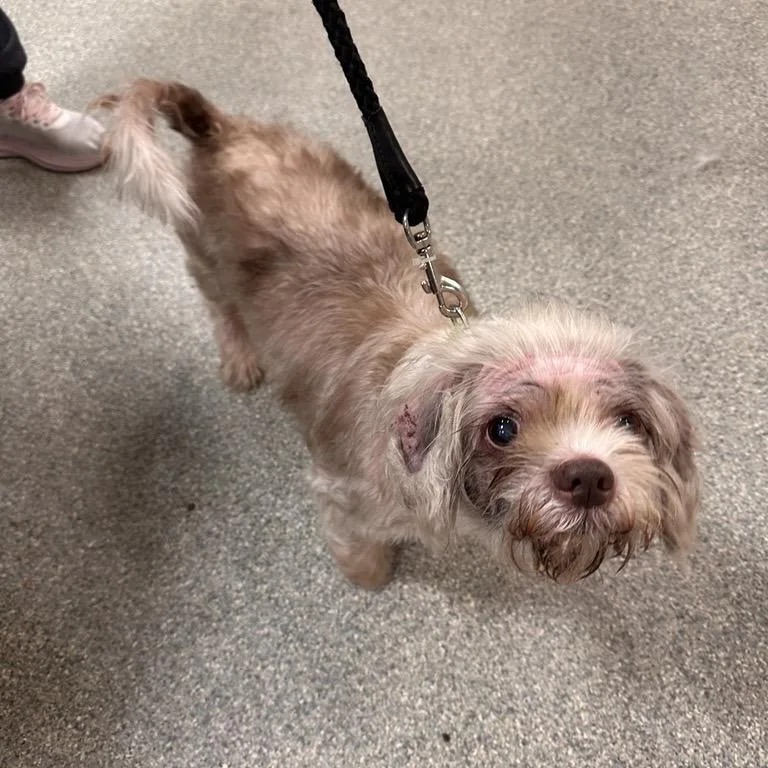 An adult small-sized male White / Cream Mixed Breed dog named Rubber Ducky for adoption in Jacksonville, FL