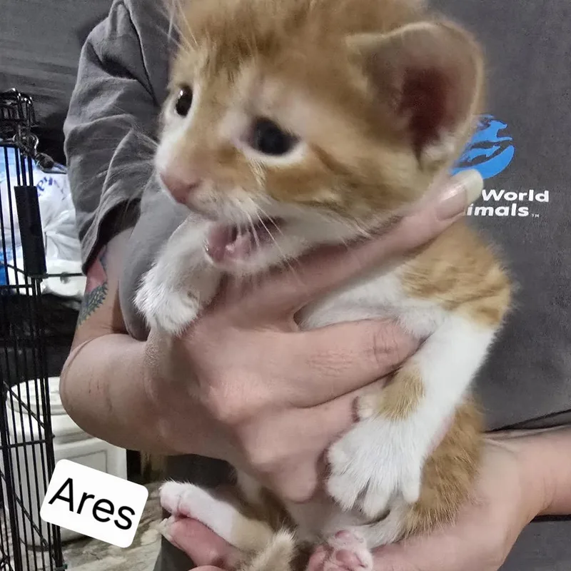 A baby small-sized male Orange / Red Domestic Short Hair cat named Ares for adoption in Baytown, TX