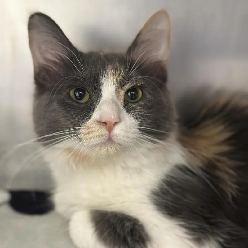 A young medium-sized female Calico Domestic Long Hair cat named Patches for adoption in Matteson, IL