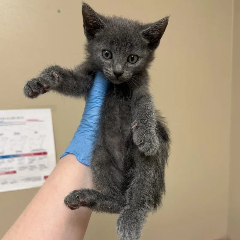 A baby small-sized male Domestic Short Hair cat named Grigio for adoption in Birmingham, AL