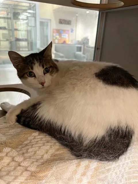 An adult large-sized male Domestic Short Hair cat named Luke for adoption in Pasadena, TX