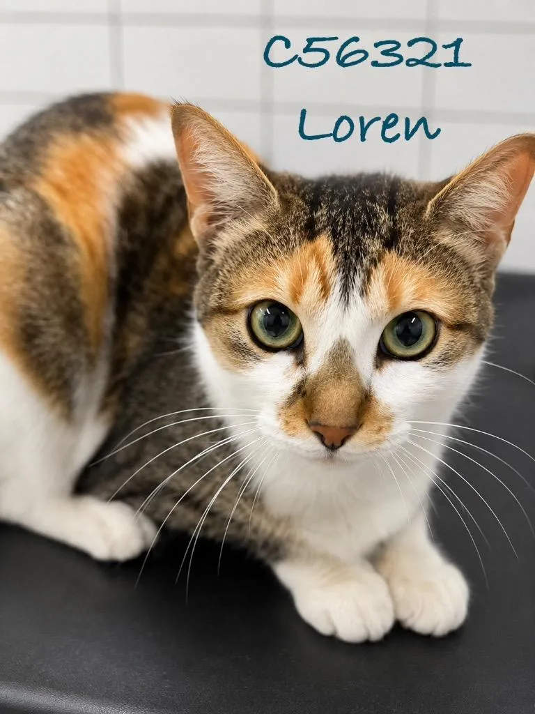 A young medium-sized female Domestic Short Hair cat named Loren for adoption in Clarksville, TN