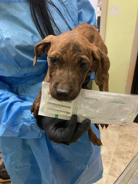 A young large-sized male Brindle Mixed Breed dog named Marigold for adoption in Cincinnati, OH