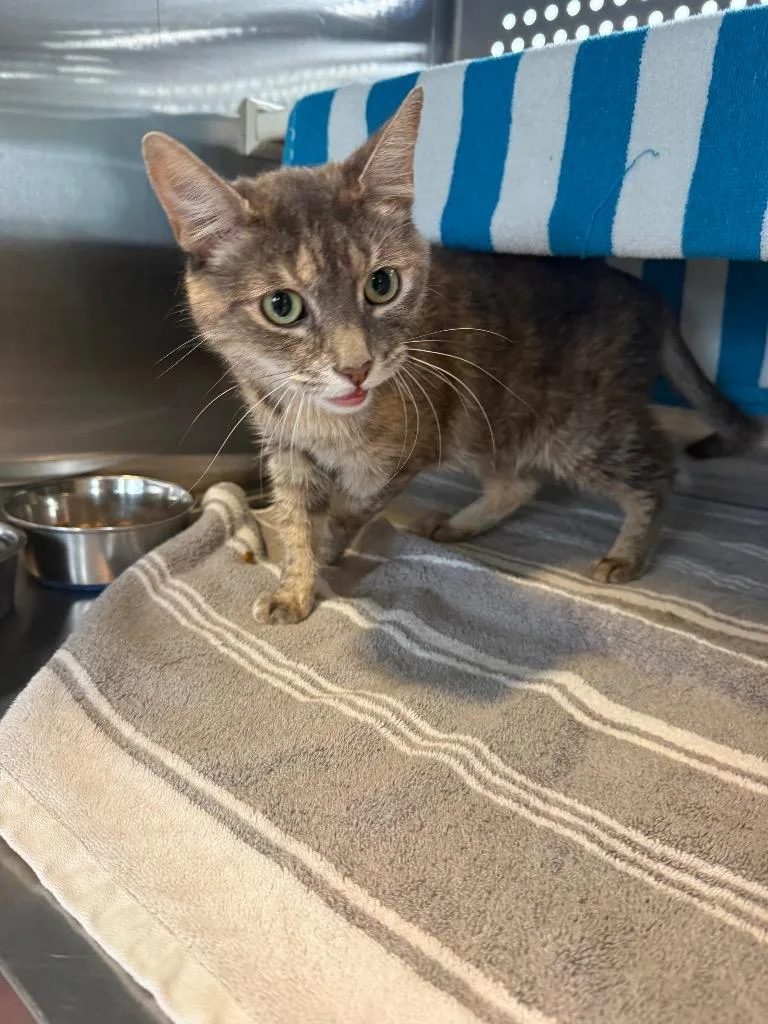 An adult small-sized female Domestic Short Hair cat named Blossom for adoption in Hyde Park, NY