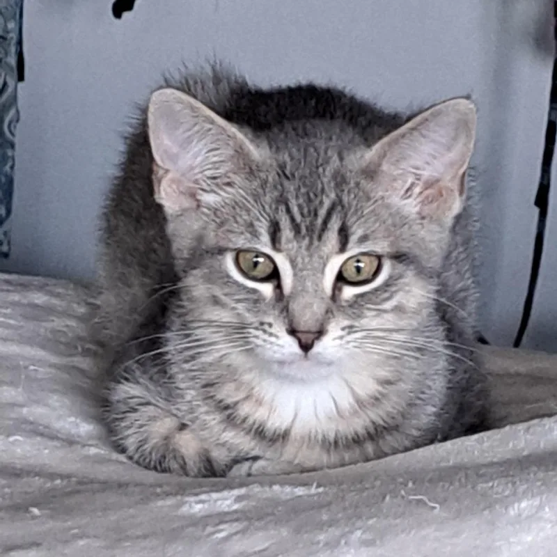 A baby small-sized male Gray / Blue / Silver Domestic Short Hair cat named George for adoption in Goshen, IN
