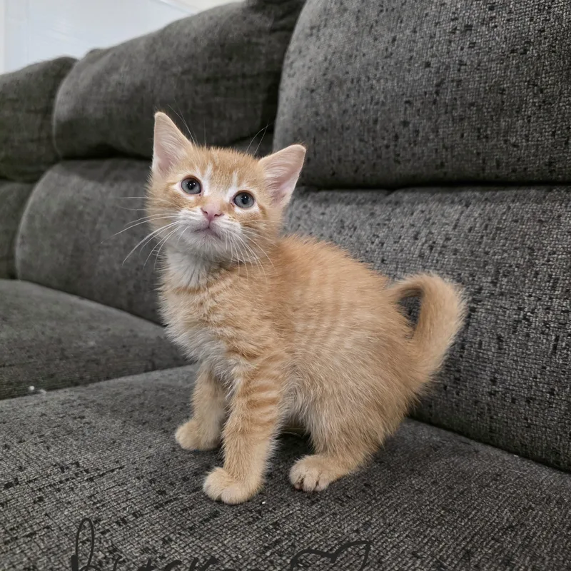 A baby medium-sized male Tabby (Orange / Red) Domestic Short Hair cat named Bracken for adoption in Moriches, NY