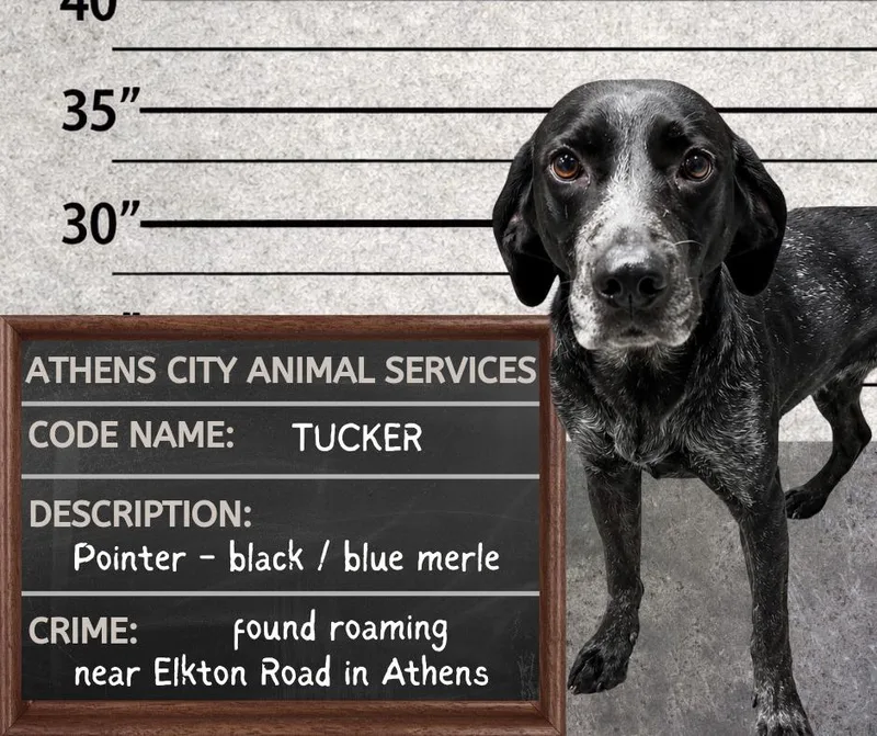 A baby medium-sized male Pointer dog named Tucker for adoption in Athens, AL