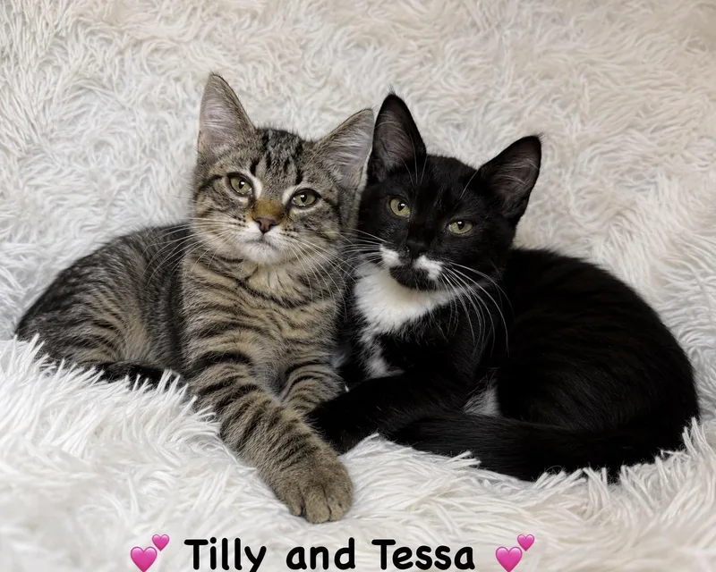 A baby medium-sized female Domestic Short Hair cat named Tilly And Tessa for adoption in Copley, OH