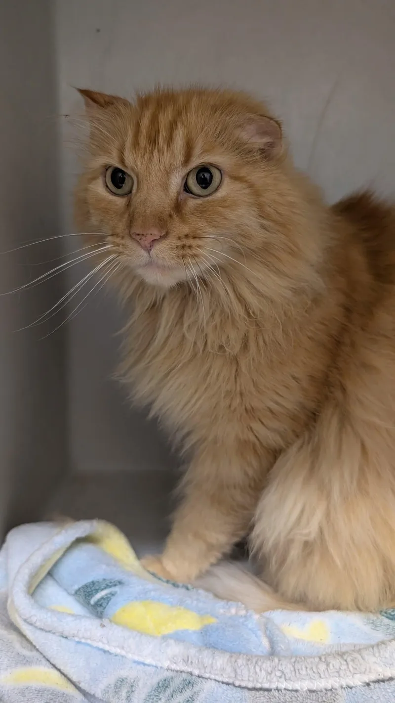 An adult large-sized male Tabby (Orange / Red) Domestic Medium Hair cat named Rex for adoption in Metropolis, IL