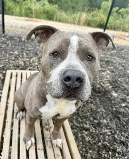 An adult medium-sized male Mixed Breed dog named Diesel for adoption in Atlanta, GA