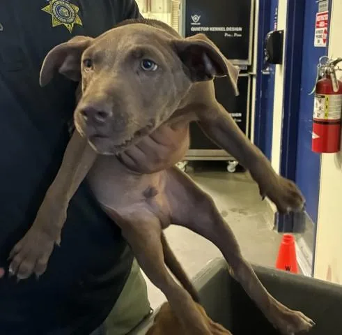 A baby medium-sized male Brown / Chocolate Pit Bull Terrier dog named Shrek URGENT for adoption in Thousand Oaks, CA
