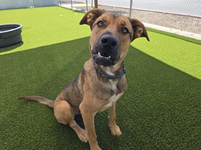 A young large-sized male Labrador Retriever dog named Arthur for adoption in Auburn, CA