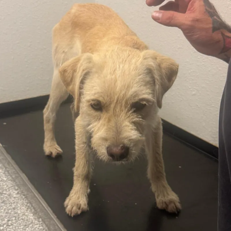 A baby small-sized male Yellow / Tan / Blond / Fawn Wirehaired Terrier dog named Tango for adoption in Taos, NM